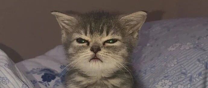 小奶猫好困啊，可是没吃到东西坚决不睡觉