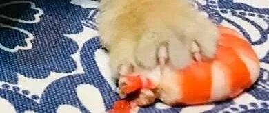 猫咪在吃虾，铲屎官刚靠近拍照猫咪赶紧把虾按住