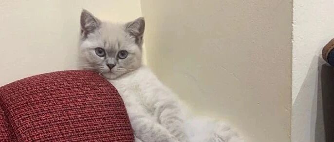 猫咪一整天靠着沙发，不断变换位置，心事重重的样子