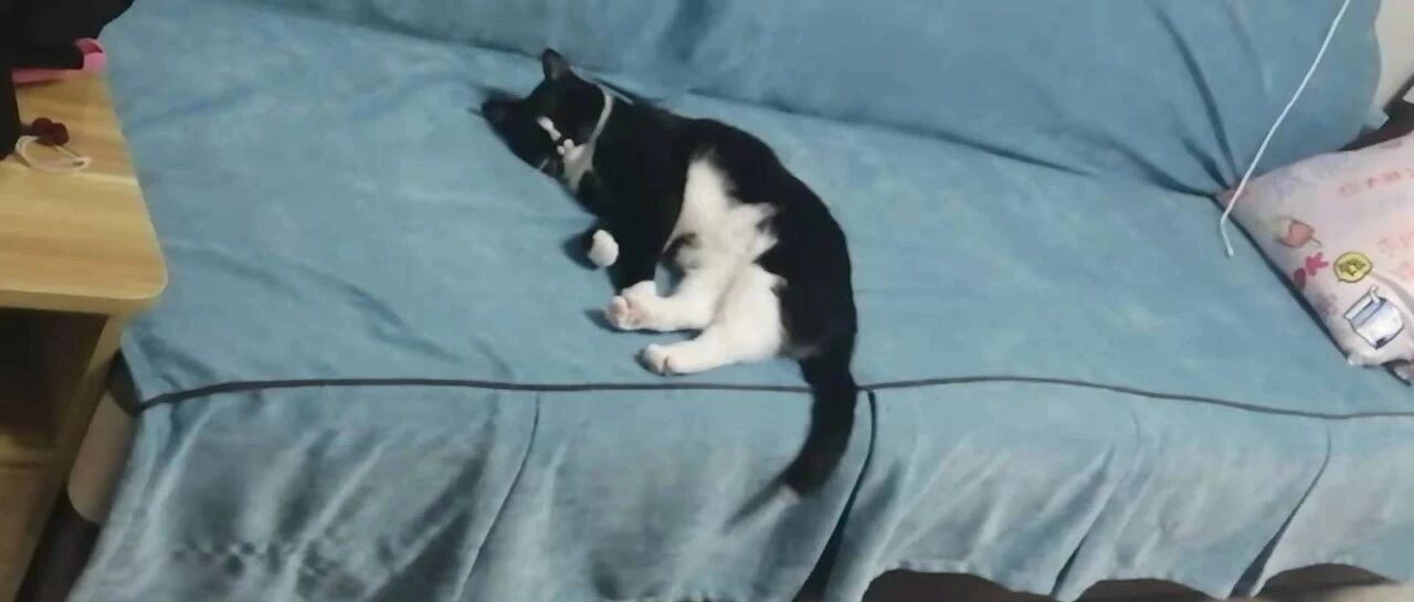 铲屎官家的猫，有时候特别讨厌，有时候又特别乖巧