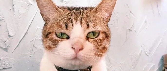 明明饭都准备好了，可是猫咪就是要等喂