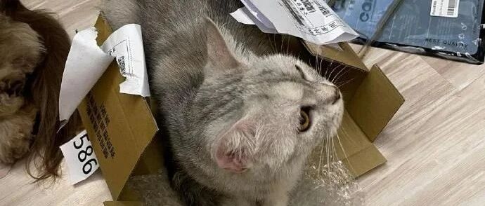 不管箱子多小，猫咪都觉得自己能行
