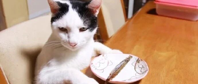 猫咪嫌小鱼干太少，发脾气不吃，结果被同伴抢了