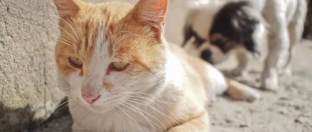 感觉猫咪可以和滚筒玩一天