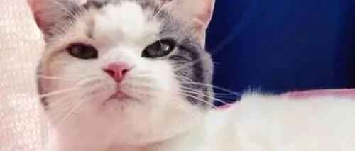 你们见过让粑粑翻滚的猫咪吗