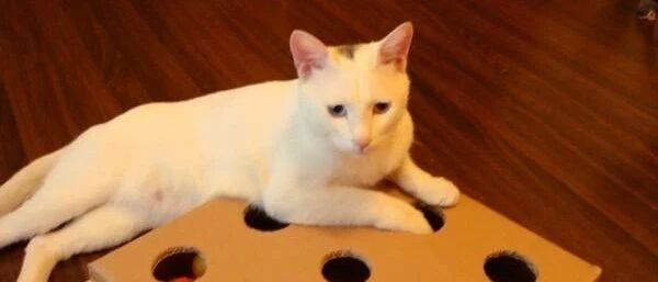 哈哈哈，瓮中抓猫，有点困难