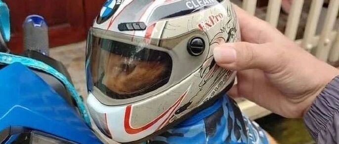 铲屎官要载猫咪出门，特意给猫咪戴了头盔