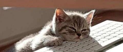 铲屎官和猫咪玩游戏，没想到猫咪这么准