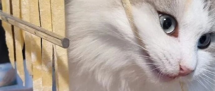 猫咪偷吃面条被拍到，有点生气