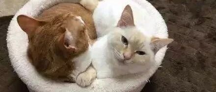 看两只小短腿猫打架，太萌了