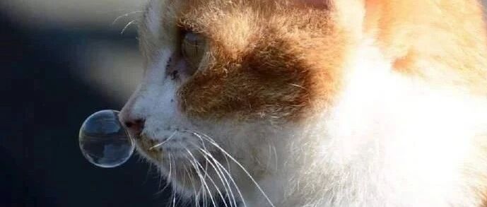 天气冷了，猫咪感冒了，也吹起了泡泡