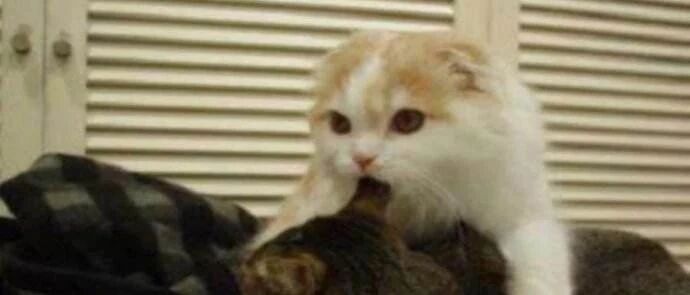 三只小奶猫好奇的研究铲屎官的自行车，太可爱了