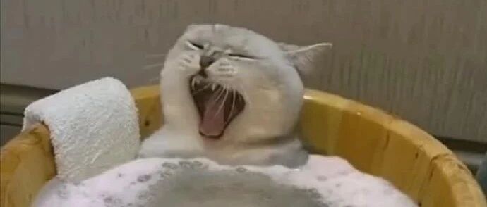 给猫咪洗澡，刚开始还反抗，一会就真香了