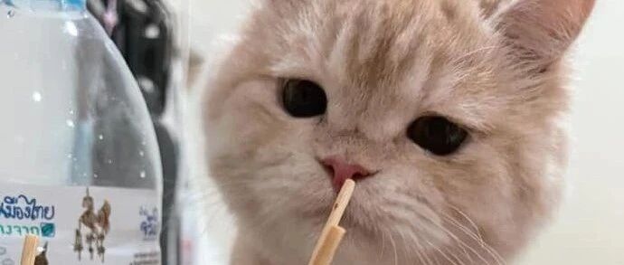 看到一群猫咪锦鲤在吃饭，希望五月能有好运