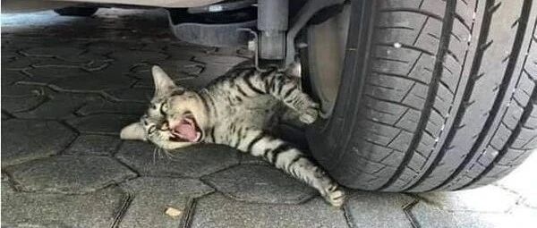 铲屎官刚想把车停好，结果发现好像压到猫了