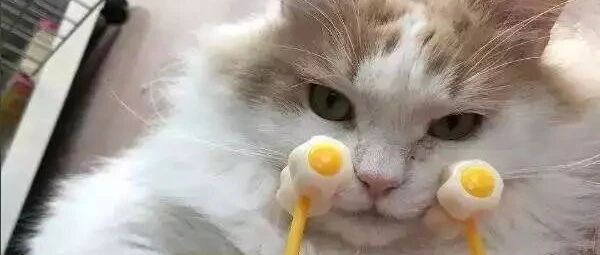 铲屎官用手指挑逗猫咪，猫咪有点生气