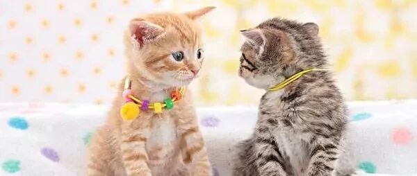 猫咪胖了之后，都不知道怎么爬猫爬架了