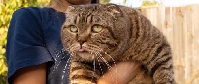 铲屎官家的猫咪好大，特别是那个大饼脸