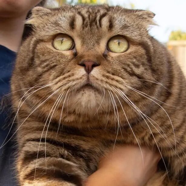 铲屎官家的猫咪好大,特别是那个大饼脸-友友