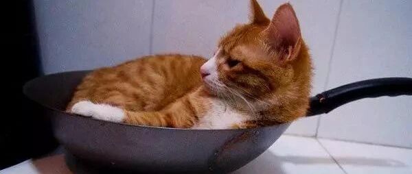 还以为猫咪只是来喝鱼汤的，结果是来抓鱼的