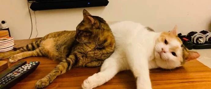 猫咪在睡觉，结果同伴过来就往它身上靠