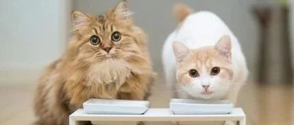 铲屎官家的黑猫，每次拉完粑粑，总要意思意思埋一下