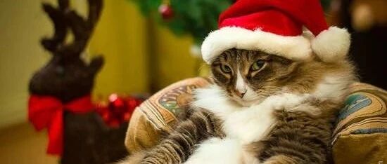 胖胖的猫咪，生活中总是充满了艰辛