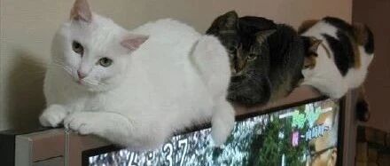 铲屎官Lord-Fizzy家的猫29岁了，可是还不忘来讨摸摸