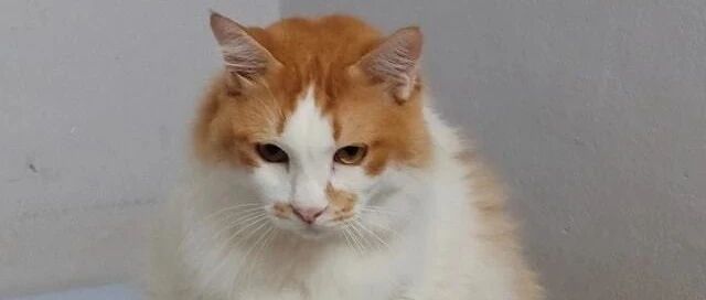 铲屎官还不开饭，急死猫咪了