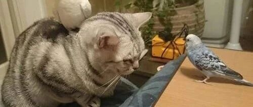 狸猫很困了想要睡觉，可是橘猫不让