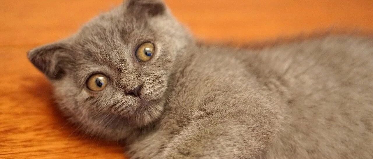 小猫咪好凶，狗狗有的是办法对付