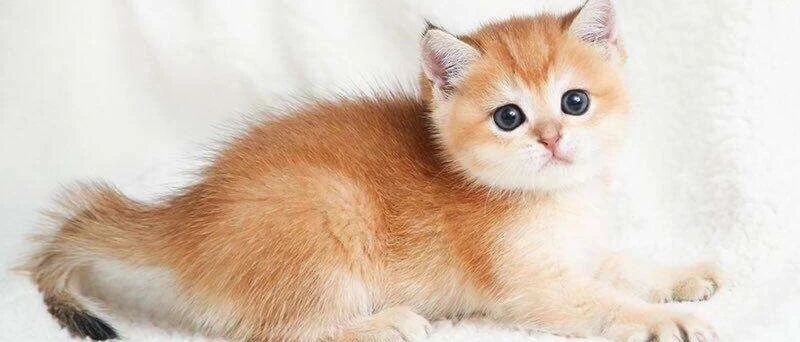 橘猫对自己的大小一无所知