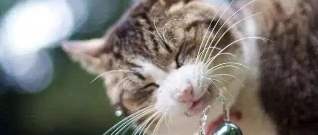 猫咪刚好站在打印机上，于是铲屎官按了复印