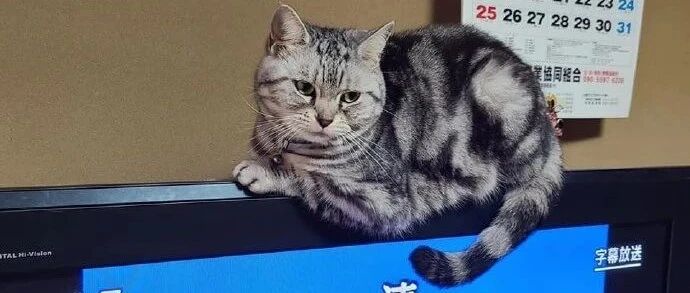 天气冷了，电视上都开始长猫了