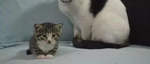 小猫咪学猫妈走路，太可爱了
