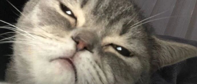 小奶猫打瞌睡差点摔倒，好可爱啊