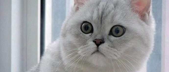 强迫症的猫咪看到窗户上的壁虎，很难受啊