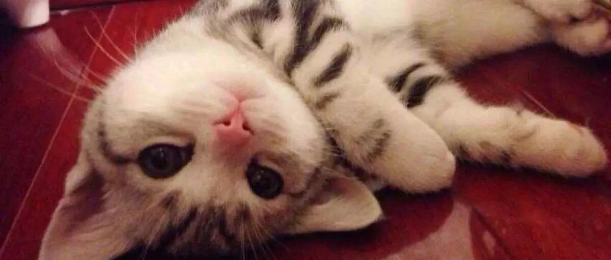 多才多艺的铲屎官，硬生生的绣了个猫头