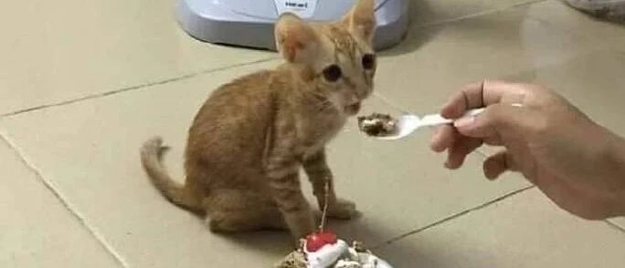 猫咪一个月生日，铲屎官特意给猫咪准备了个蛋糕