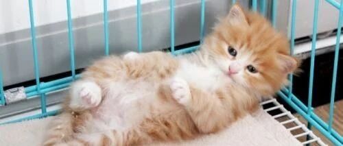 铲屎官家的三只猫，总是喜欢坐一起看风景