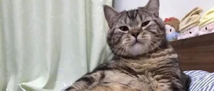 小猫咪舔玩大猫，又摸大猫头，太可爱了