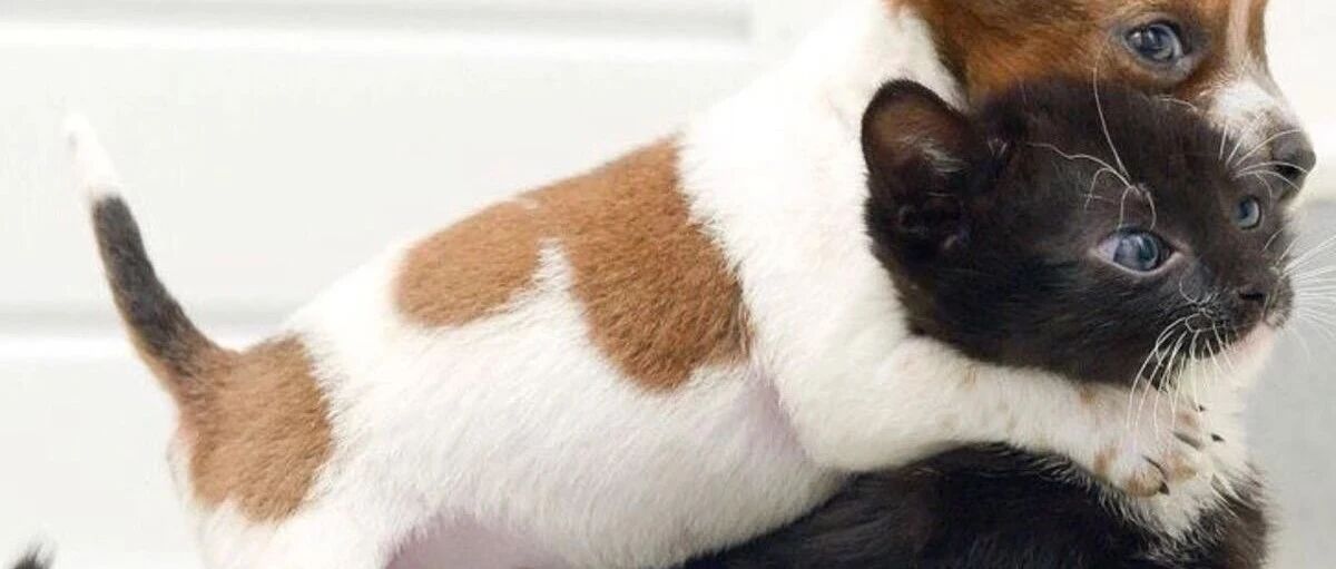 铲屎官发现家里的猫和狗太友好了，好像没他什么事