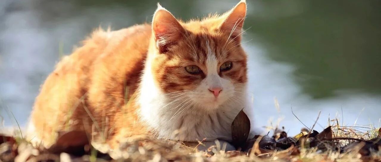 猫咪护食太强了，铲屎官想帮它也帮不了