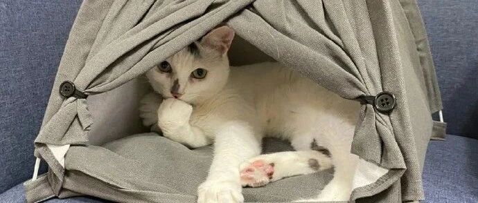 铲屎官给猫咪买的帐篷屋，猫咪很喜欢