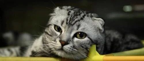 四只猫咪在烤暖气，橘猫也想过去，可是没位置了