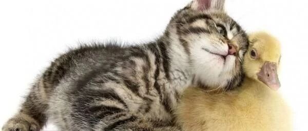 怎么说也是一只猫，竟然被老鼠抢食