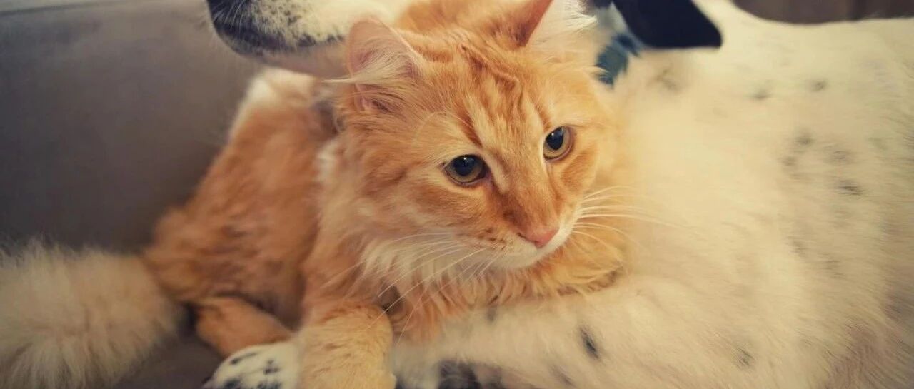 铲屎官在工作，猫咪即使很困了也要陪着