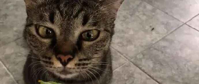 猫咪见到菜虫子，竟然一点也不怕