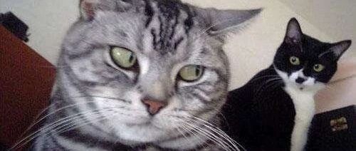 还好铲屎官看在眼里，不然猫咪就要遇害了