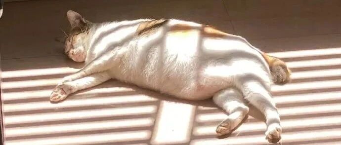 这猫咪胖胖的肚子线条有点完美